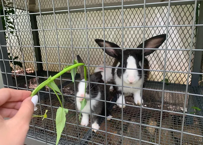 Lily Apartment